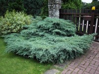 Juniperus blue carpet